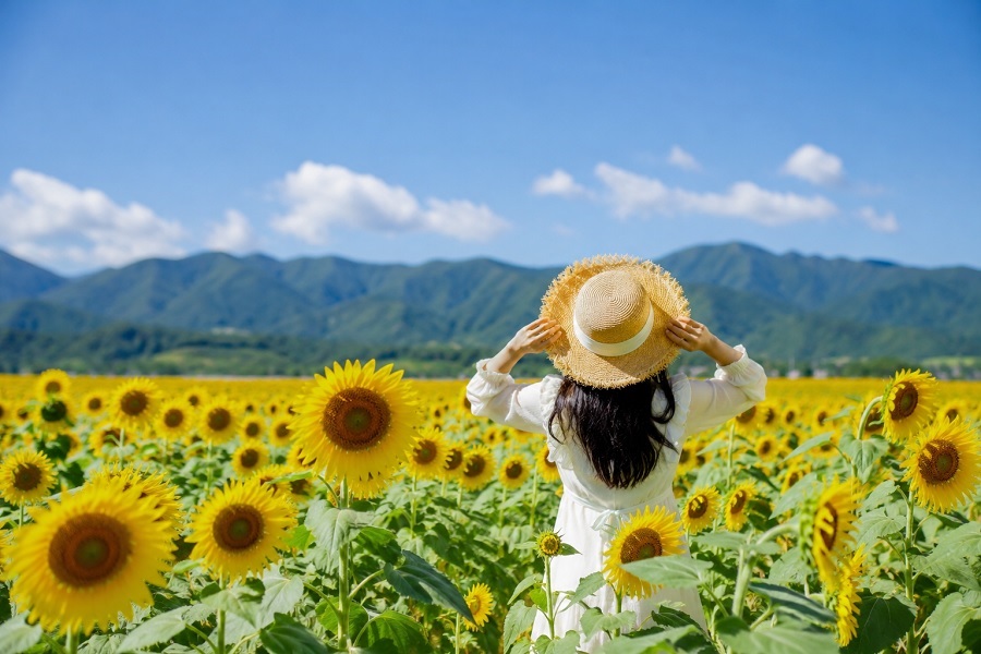 Sunflower Tourism: A Colorful Escape Into Nature�s Golden Landscapes